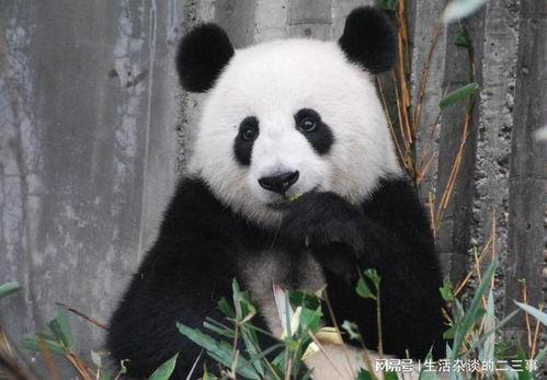 大熊猫,国宝的传奇与生态保护之路